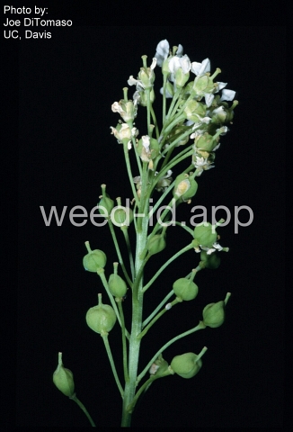 whitetop, lens-podded